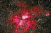 Eta_Carinae_Nebula400ab.jpg (130957 bytes)